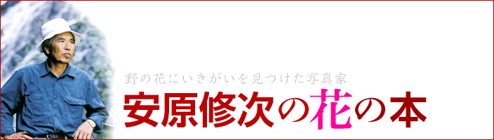 安原修次の本